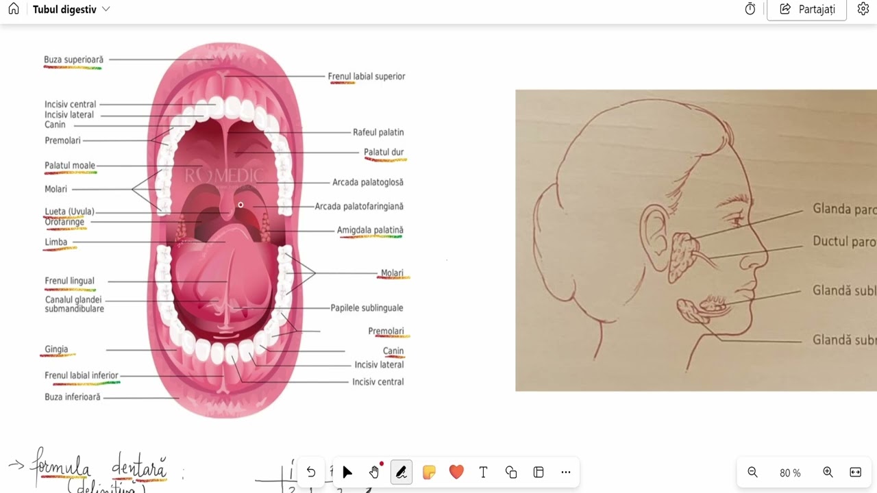 Barros18.1 Tractul gastrointestinal