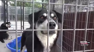 Humane Society of the Black Hills is over capacity