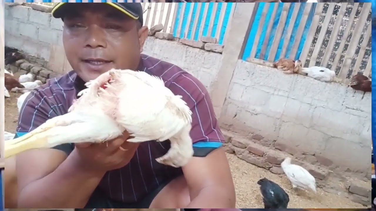 GARAM OBAT AMPUH  KANIBALISME  AYAM KAMPUNG SUPER/JOPER #satriasembilantujuh