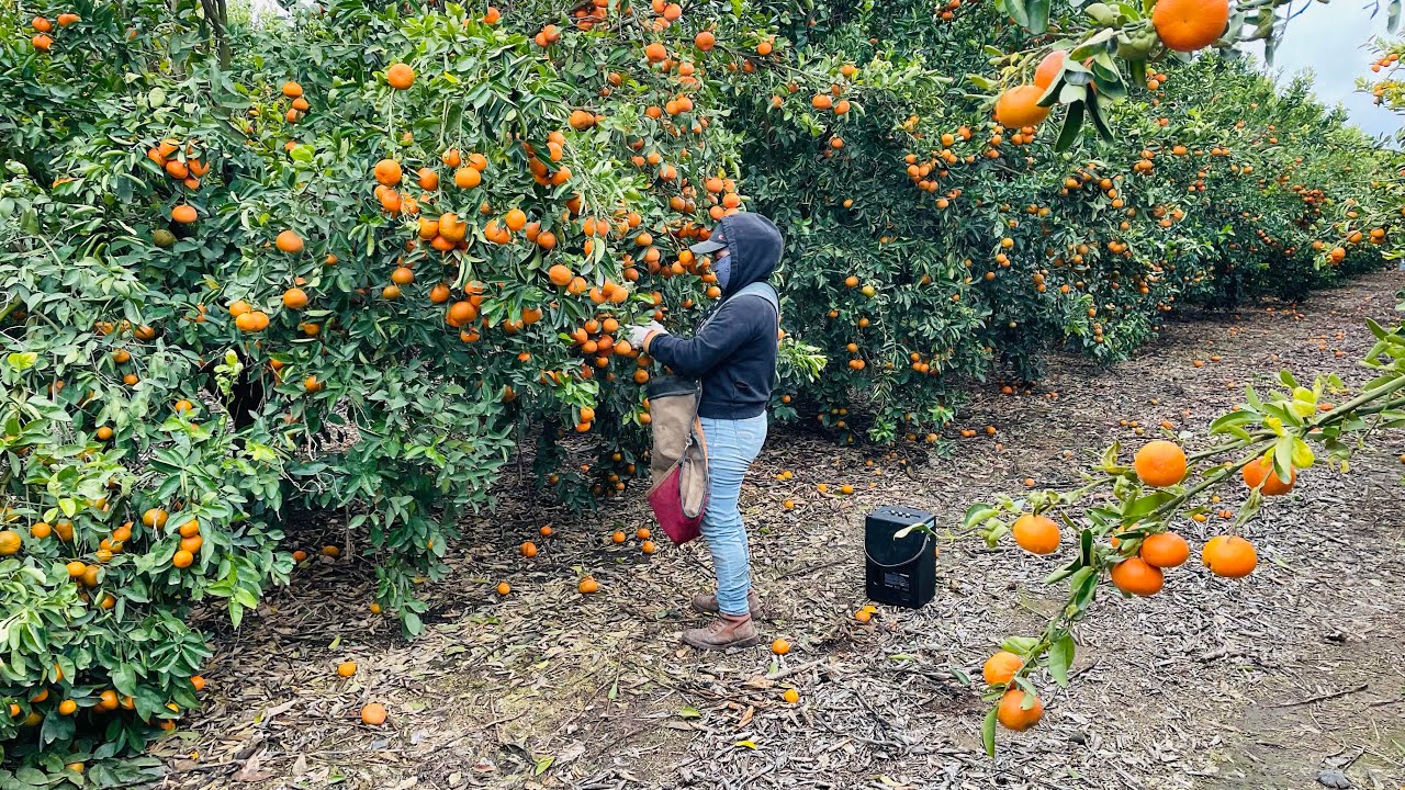 Así comenzamos la nueva variedad de Mandarina Tangos 2023 / Tangerine