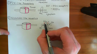 Acid Sensing Ion Channels Part 1
