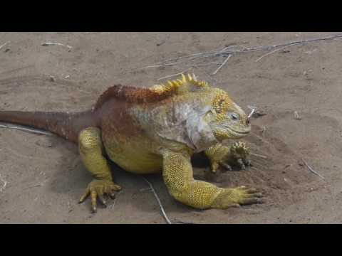 Video: Trăiesc iguanele?