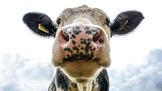 Cow: The World of Cows: A Deep Dive into the Life, Role, and Symbolism of Cattle: WanderWildlife