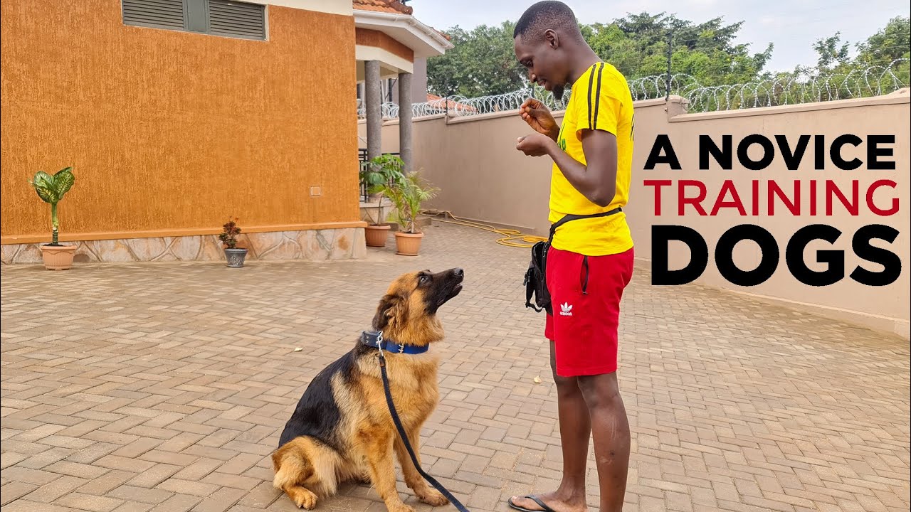 First Time Dog Owner tries to TRAIN a German Shepherd ALONE! YouTube