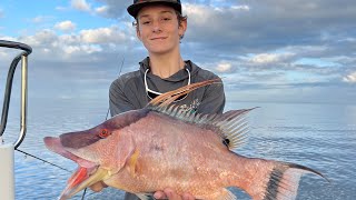 Tampa Bay snapper fishing we've gone hog wild!!!