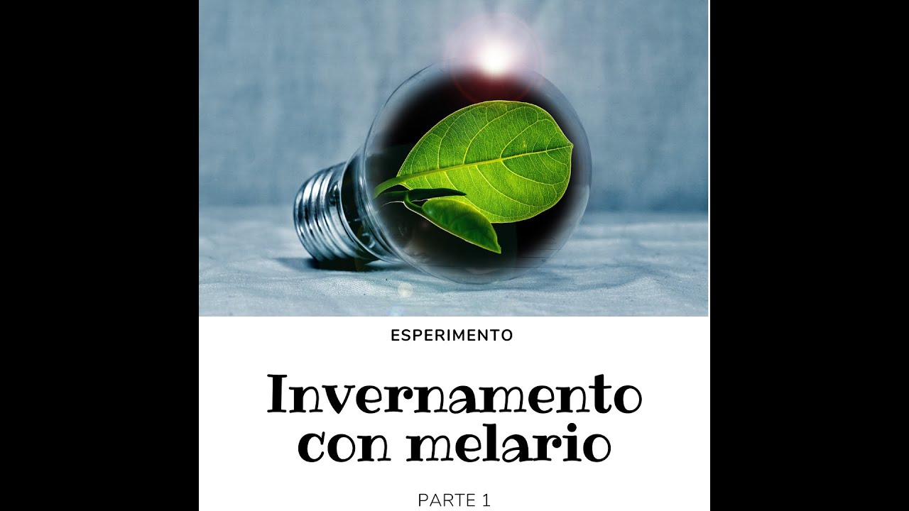 Esperimento - Invernare con melario PARTE 1