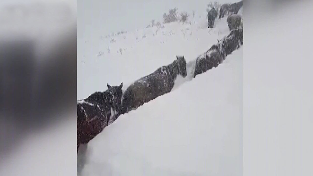 Сильнейшие снегопады заметают Кыргызстан. Чабаны с трудом перегоняют табуны лошадей в предгорьях