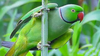 Parrot Sound Videos Compilation