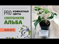 Сингониум подофиллум Альба пестролистный - обзор сорта | Красивое комнатное растение