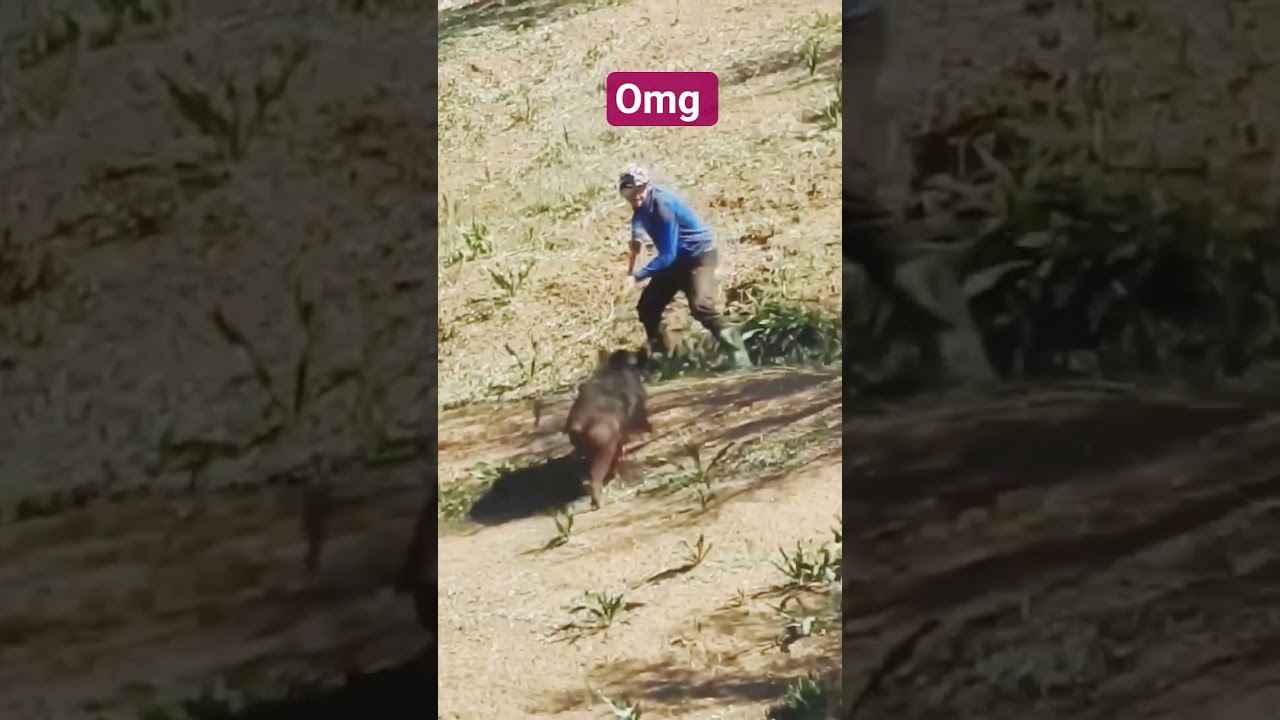 OMG! Кабан бросился в атаку! 