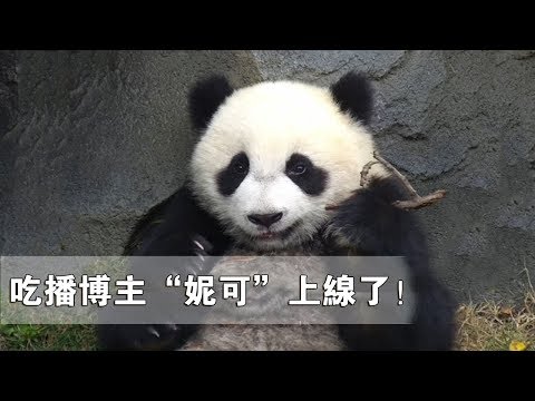 《熊貓早晚安》可愛到爆炸！吃播博主“妮可”教你如何才吃得香 | iPanda