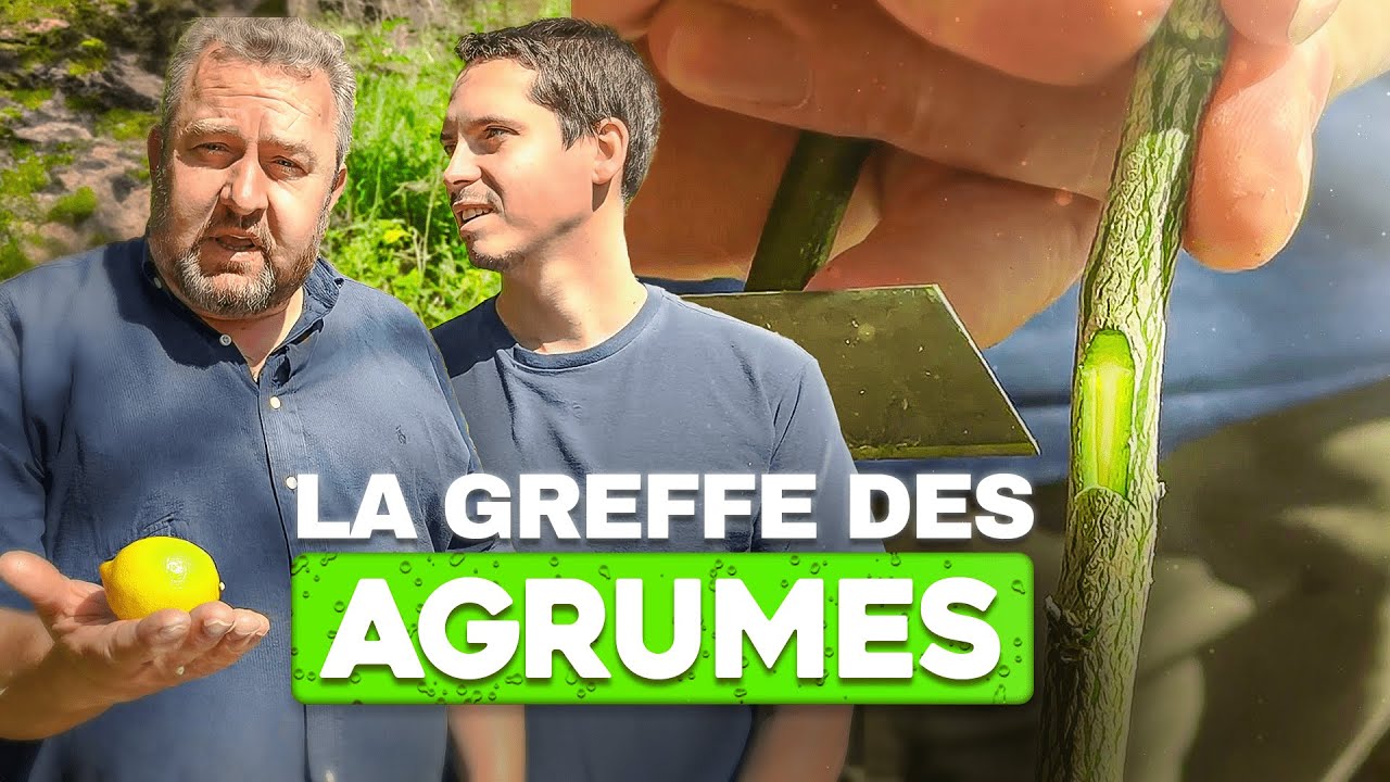 La GREFFE des AGRUMES Techniques Simples et Conseils dExperts