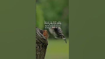 ولو بسط الله الرزق لعباده لبغوا في الأرض  ماتيسر من سورة الشورى بصوت الشيخ عبد الباسط عبد الصمد