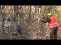 Hunting Serbia - Wild boar hunting | Lov na divlje svinje Đerdap - Golubac  | Caccia ai cinghiali