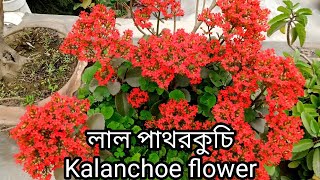 লল পথরকচ ফল Beautiful Kalanchoe Flower.