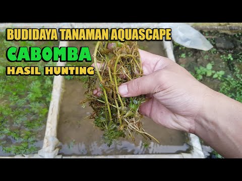 budidaya-tanaman-aquascape-(cabomba)-hasil-dari-hunting