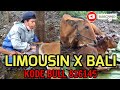 Sapi Susah Melahirkan # Limousin x Bali Kode Bull 816145 BBIB Singosari