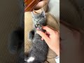 【なんだこの肉球…🤤】生後1ヶ月半 猫ちゃんの肉球を触ろう #ねこ #ねこのいる生活 #肉球 【キジの鳴き声あり】 #고양이 #cat #kitten #shorts #ytshorts