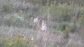 Howling in a pack of 4  Self filmed coyote hunt!