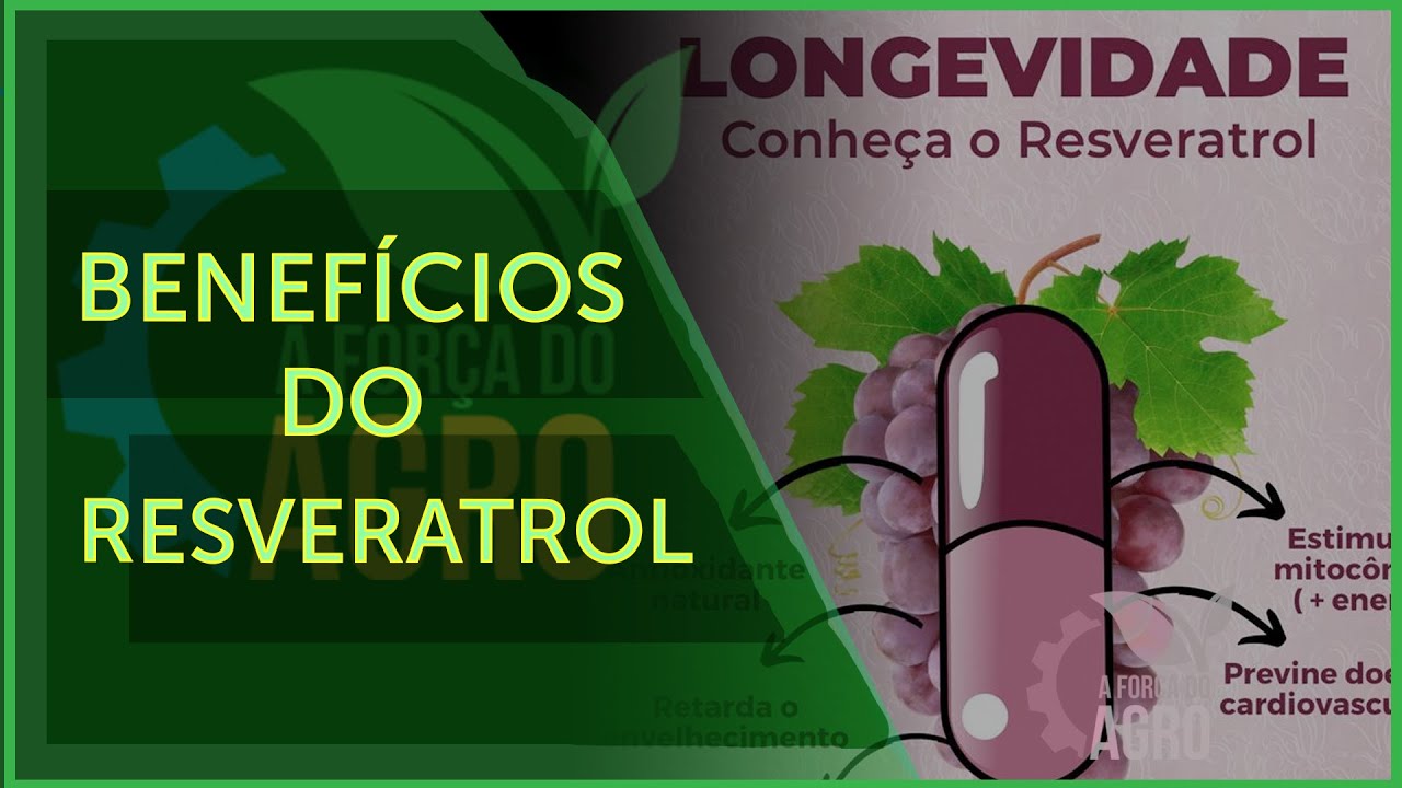 O vinho ajuda a prevenir inúmeras doenças