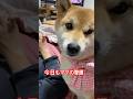 はぁー、可愛い😂小さい時からずっとママを守り続ける優しい可愛い子。#柴犬 #柴犬のいる暮らし #癒し #dog #cute #shibainu #しばいぬ #かわいい犬 #心亜