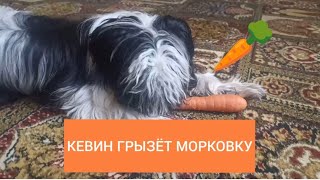 🥕КЕВИН ГРЫЗЁТ МОРКОВКУ🥕