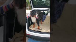 Taking our big dog Sampson for a ride in our Tesla Model Y! #shorts