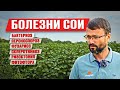 Болезни сои | Содержание протеина в сое | Ошибки в защите сои | Возделывание сои