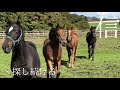 離乳後に初めての放牧地に入ります☘️☘️〜第1グループ当歳馬〜