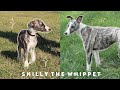 Meet Snilly: Whippet Puppy to 1 Year Old