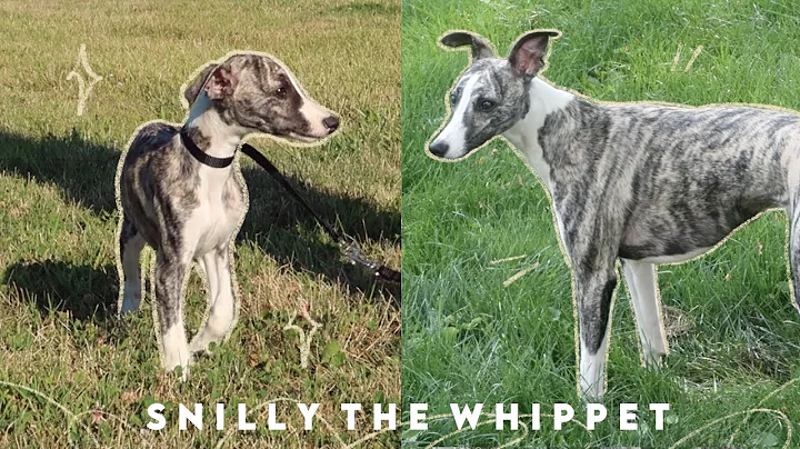 Meet Snilly: Whippet Puppy to 1 Year Old