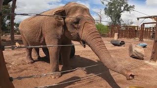 Phoenix Zoo officials refute worst zoo for elephants ranking by animal rights group