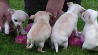 Chihuahua Puppies 29th March 2017