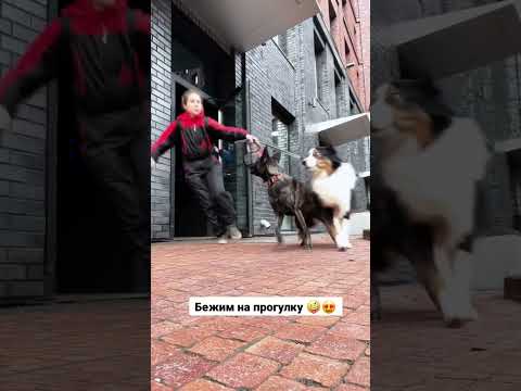 #dog #дрессировка #кинолог #собака #овчарка #москва