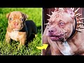 Before & After Animals Growing Up . Incredible Animal Transformations