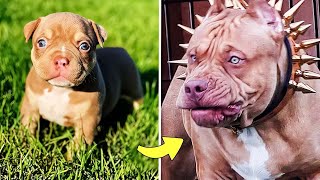 Before & After Animals Growing Up . Incredible Animal Transformations