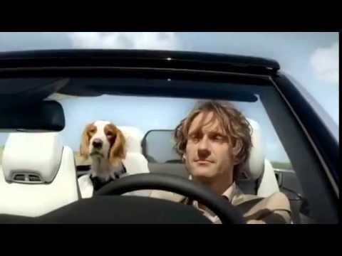 what kind of dog is in the mercedes commercial