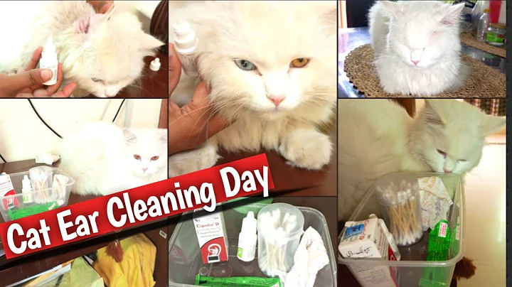 Video 3809951: cute persian cat grooming, persian cat ear cleaning, persian cat home, cat cleaning kittens