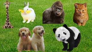 Cute little animals   Dog, cat, chicken, elephant, cow, tortoise   Animal sounds