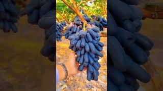 عنب أسود fruit farming