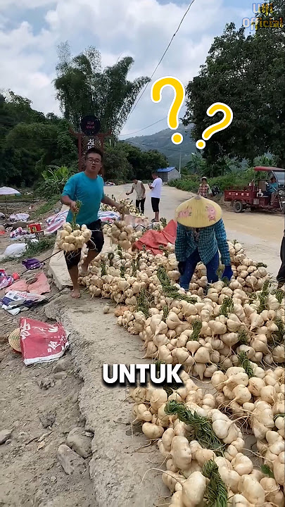 Seluk Beluk Panen Bengkoang #shorts
