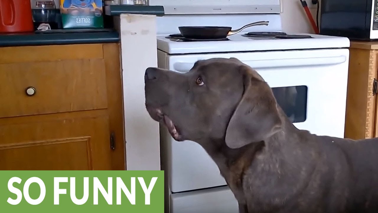 Dog playing with bubbles still a kid at heart YouTube