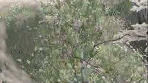 Call of Duty 4 - Campaign Glitches - Heat