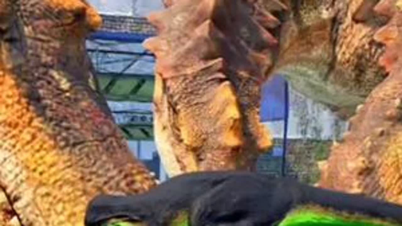 （6）怪兽巢穴之霸王龙生存进化#憨墩 #怪兽巢穴 #侏罗纪大猎杀