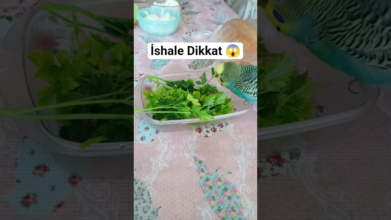 Kuşun İshal Olduysa Sakın Bunu Yapma! Geç Kalırsan 😢#muhabbetkuşu #muhabbetkuşubakımı #budgies