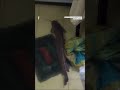 Catfish Swims Through Bangkok Home Amid Severe Flooding | N18G