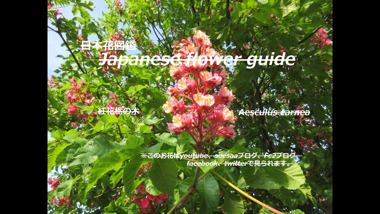 縄文の食料 縄文の食料 Jomon Food 紅花栃の木 べにばなとちのき Aesculus Carnea 季節の花 日本花図鑑 Japanese Flower Guide Youtube