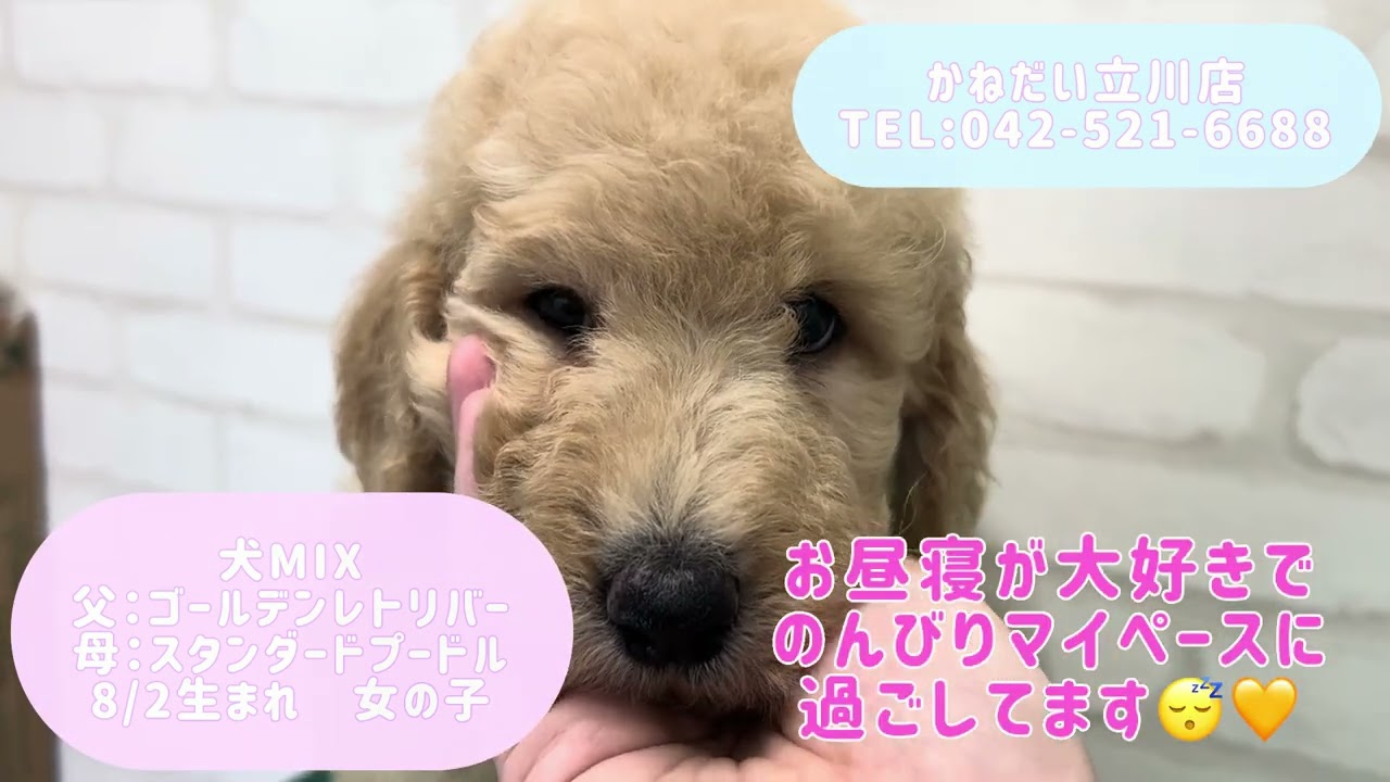 価格の安い【動画あり！】犬MIX(父：ゴールデンレトリバー×母