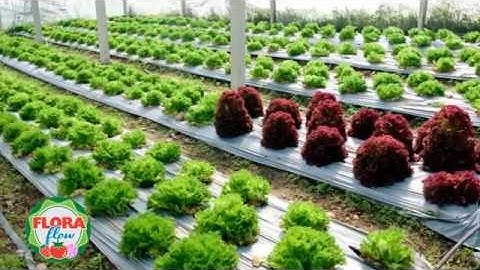 The Benefits of Drip Irrigation & Plastic Mulch: What Flora-Flow Does For Your Garden