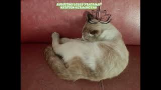 Semua hal tentangmu..😍 #kucinggembul#Kucingkusayang#Cintaku#Jajargumregah